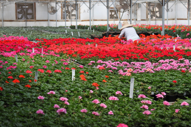 Gallery Masson Farms_crops005 Masson Farms Of New Mexico