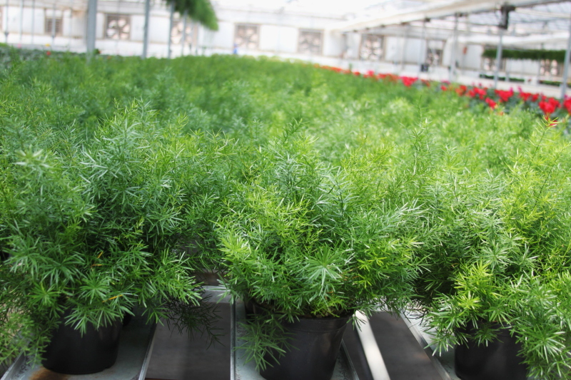 Gallery Masson Farms_crops006 Masson Farms Of New Mexico