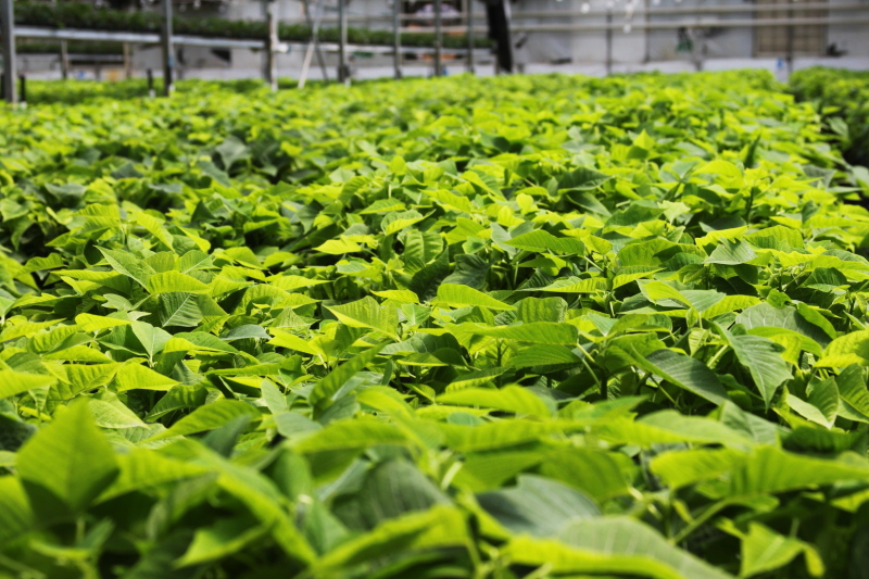 Gallery Masson Farms_crops013 Masson Farms Of New Mexico
