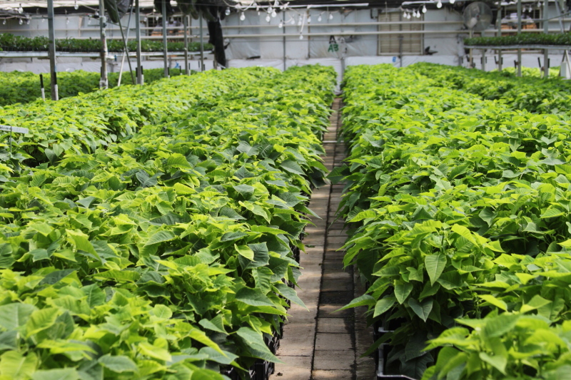 Gallery Masson Farms_crops014 Masson Farms Of New Mexico