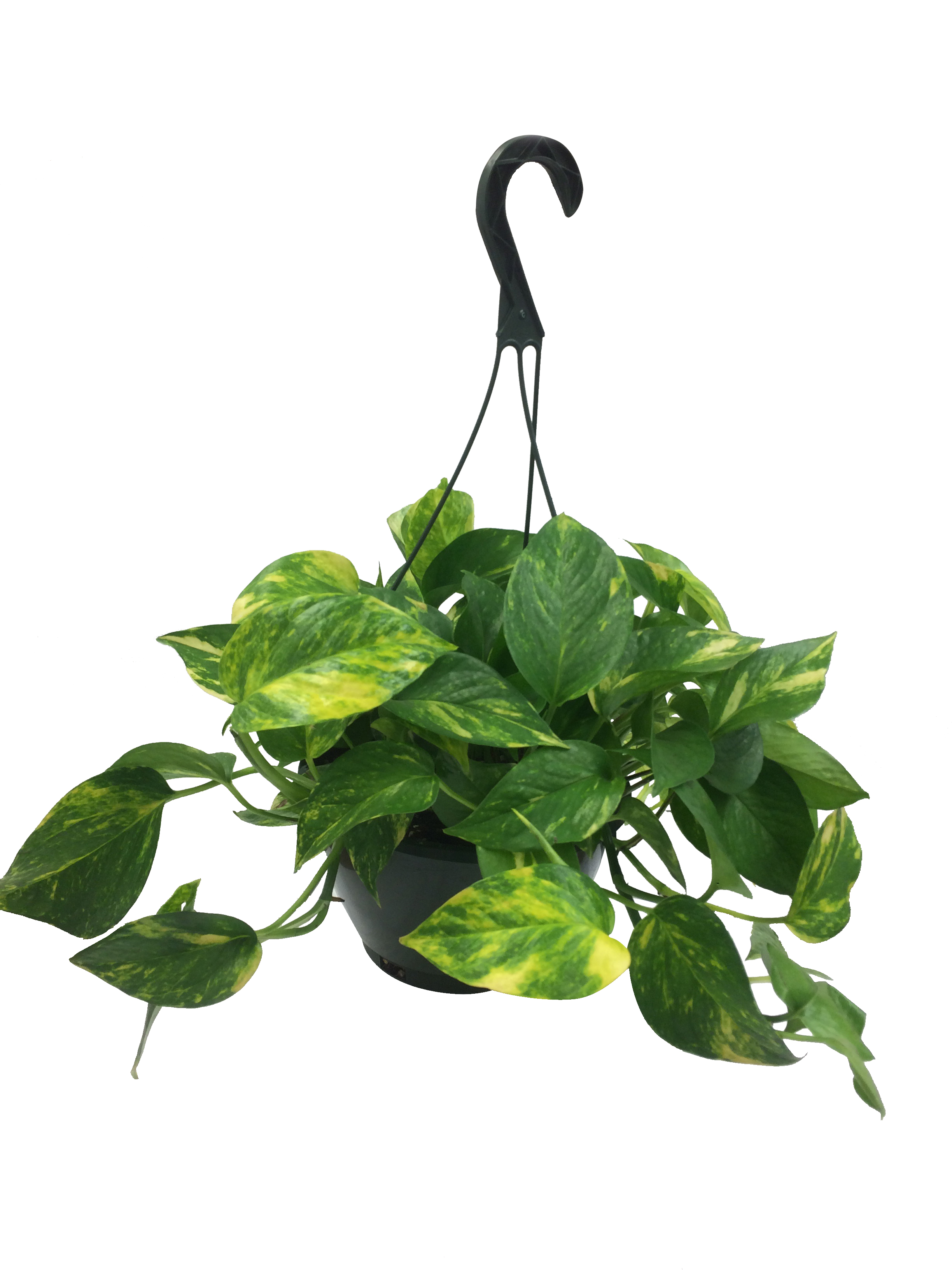 8in_HB_Golden_Pothos Masson Farms Of New Mexico