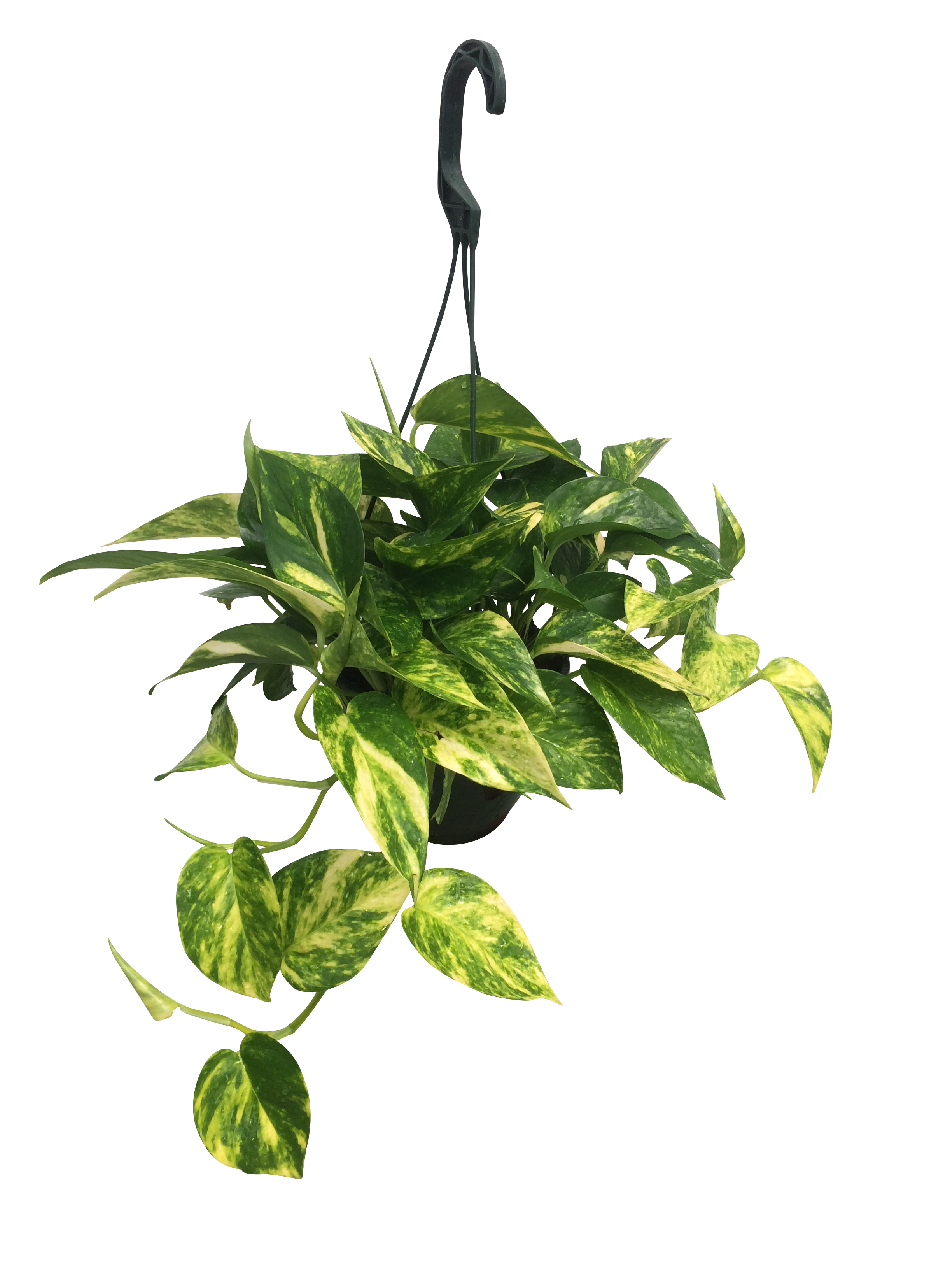 6_HB_Golden_Pothos Masson Farms Of New Mexico