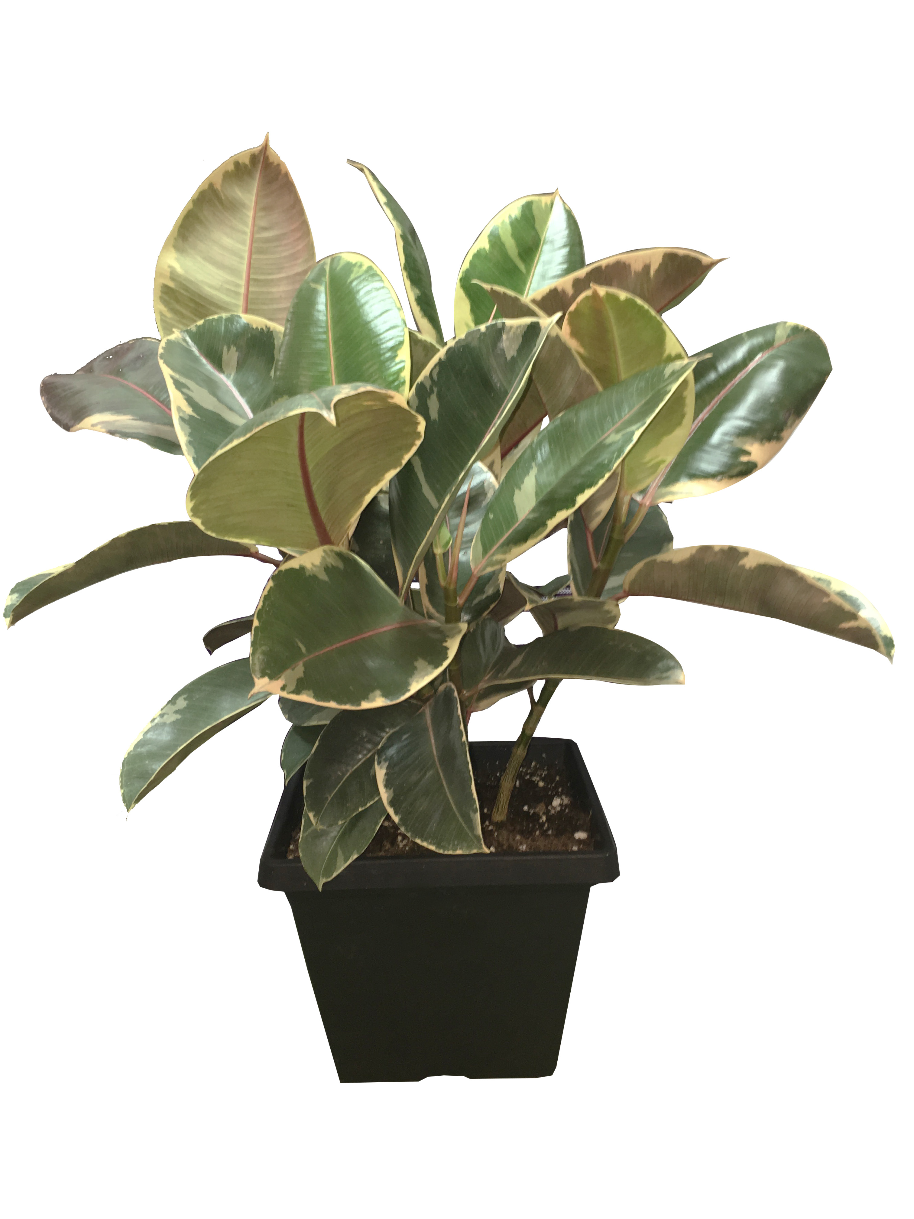 11 Masson Farms Of New Mexico